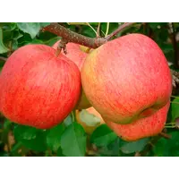 Саджанці яблуні Чемпіон (зимовий сорт)