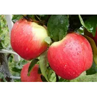 Саджанці яблуні Ерлі Женева (літній сорт)