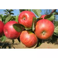 Саджанці яблуні Карамельна (літній сорт)