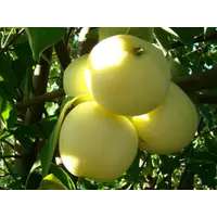 Саджанці яблуні Білий Налив (літній сорт)