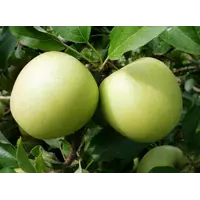 Саджанці яблуні Кальвіль сніжний (осінній сорт)