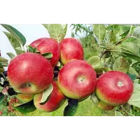 Саджанці яблуні Делікатес (осінній сорт)