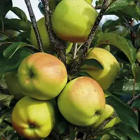 Саджанці яблуні Голден Делішес (зимовий сорт)